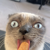 Avatar für TacoWacoFella