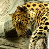 Leopardals_image