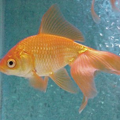 Avatar for Fish641