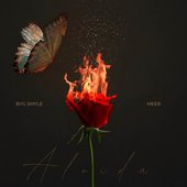 Faiz - Single