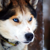 Avatar for dogeatsapea