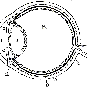 Awatar dla episiotomy