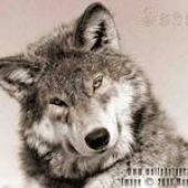Avatar for wilk2053