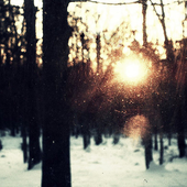 Avatar di walkintothewild