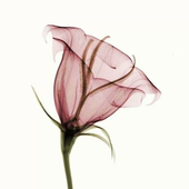 Avatar di Lydia_1324