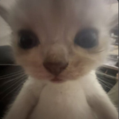 Avatar di wlzito