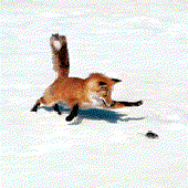 Avatar for foxbr