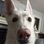 Avatar for Dewbiepet