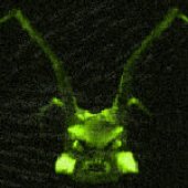 Pupae.jpg