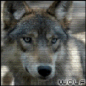 Avatar for Wolfcast