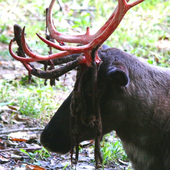 Avatar for skogsvandrer