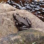 frog