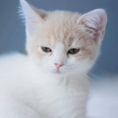 Avatar for AncientCatz