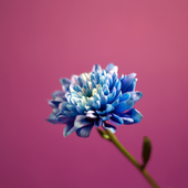 Avatar for notblonde