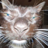 Avatar di Xerlos