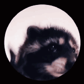 Avatar for immolative