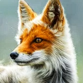 Avatar di Squall_Grey