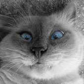 Avatar for Sajko5821