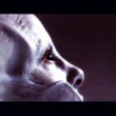 Avatar for Fogfighter