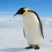 Avatar for rdpenguins