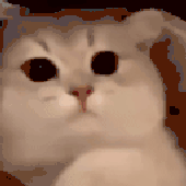 Avatar for Fookstee