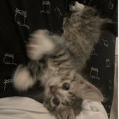 Avatar for kittenluvr44