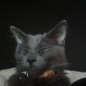 Avatar di IsMyCatOk