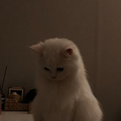Avatar für Kit-Cat46