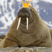 TheWalrusCaesar için avatar