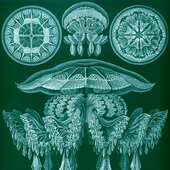 Avatar für Cistic_Oken
