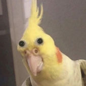 Avatar di tigrch
