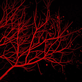 Avatar for speakfireworks