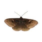 Avatar for dapdapperdapp