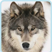 Avatar di wolfox6613