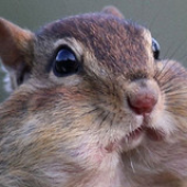 flpim için avatar