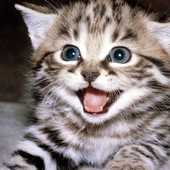 Аватар для venusor