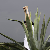 Avatar de dergon