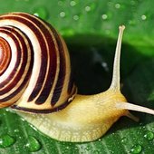 Radula