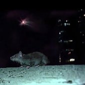 rats