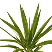 Avatar for yucca_palme