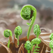 Avatar for A-Fern