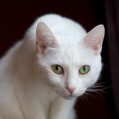 Sorathi için avatar