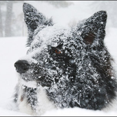 Avatar for FrozenMut