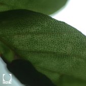 Veil