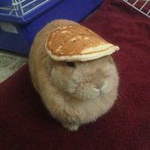bnnyy