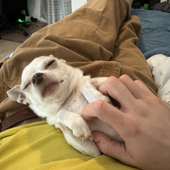 Avatar for Cdog3728