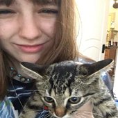 kitty cat