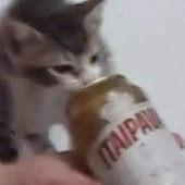 Avatar für felipemoc_