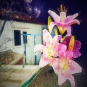 Blooms
