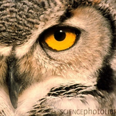 OWL55 さんのアバター